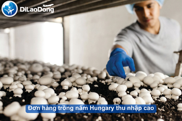 Đơn hàng trồng nấm tại Hungary thu nhập hấp dẫn